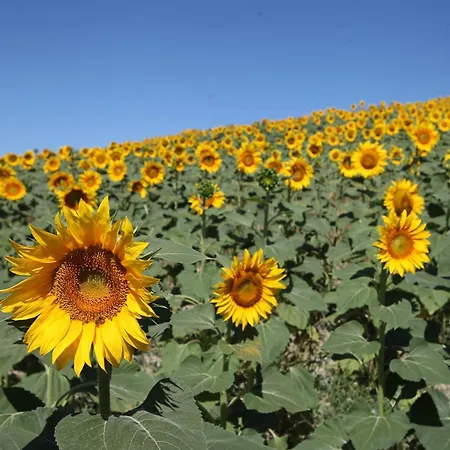 Tenuta D'arbia, Siena * מונטרוני ד'ארביה